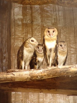 The Owl Team