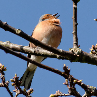 chaffinch encouraging our oak to come into leaf