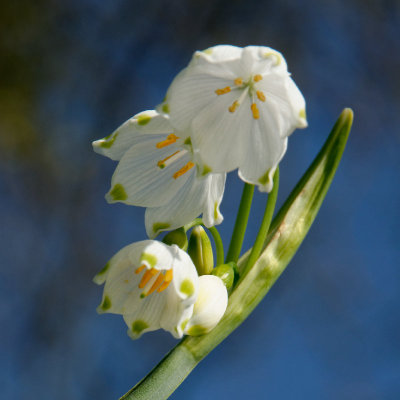 spring snowflake - Leucojum vernum