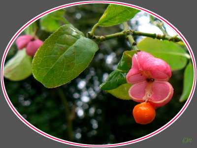 fruit of spindle tree with seed just dropping