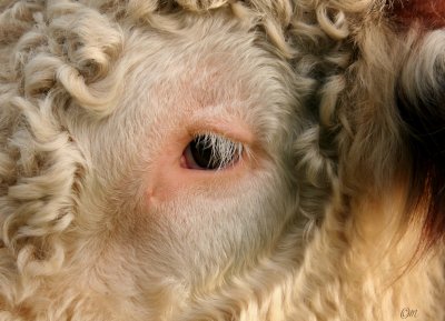 bulls other eye