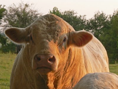 bull - Limousin I think