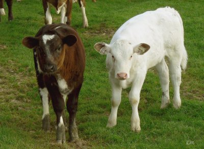 curiosity killed the calves?