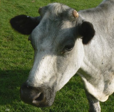 suckler cow