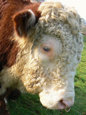 Hereford head