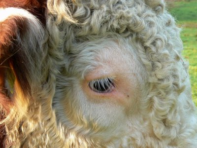 bulls eye