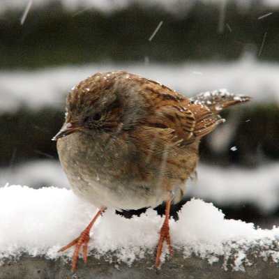 Dunnock really close