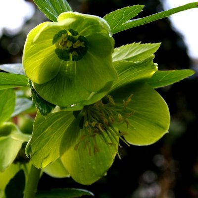 Hellebore Viridis - green hellibore; this is the wild parent of the cultivated coloured ones