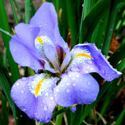 Iris - this must be a winter- flowering variety that has turned up for the 1st time this year