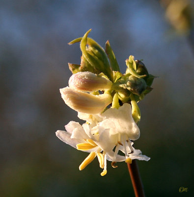 Chinese Lonicera - this must have been introduced, but has been dormant below other vegetation until this year