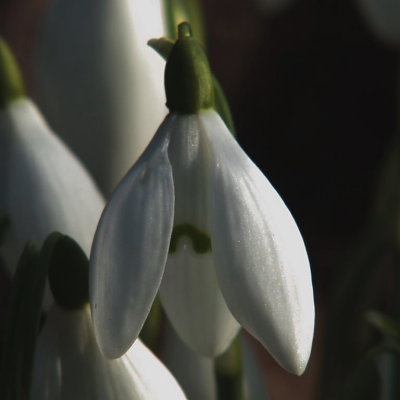 Snowdrop