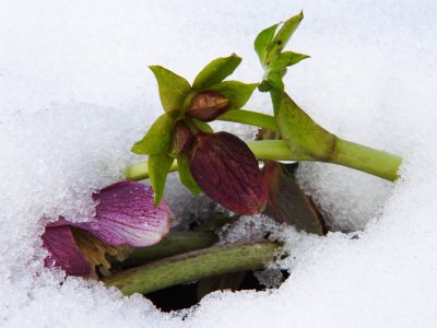 Hellebores peeping through from their cave