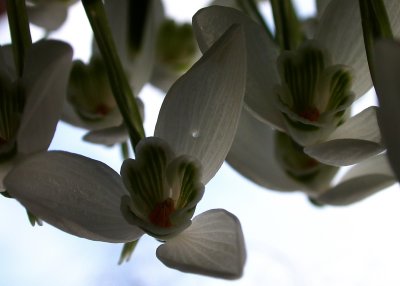 snowdrops, worms eye view from last year; cant do this any more now E4500 has gone