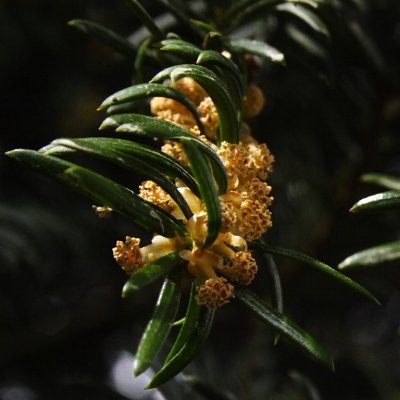 male flowers of Yew tree