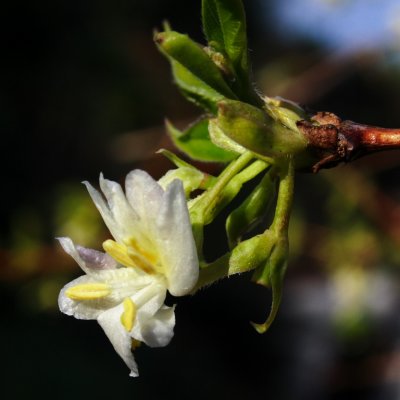 lonicera still gowing strong