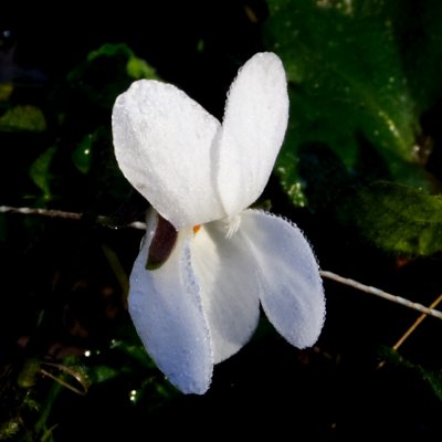 white wood violet with necklace of frost melt