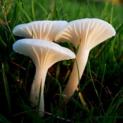 Snowy Waxcap - Hygrocybe virginea