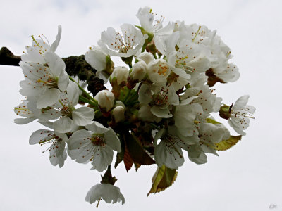 cultivated cherry