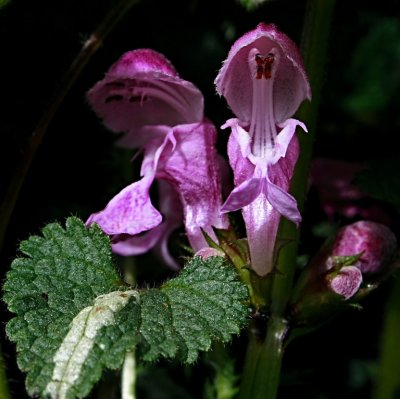 spotted dead-nettle