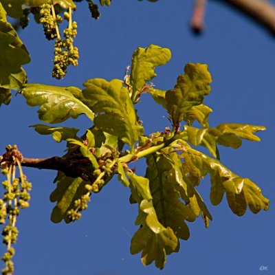 young oak leaves and things