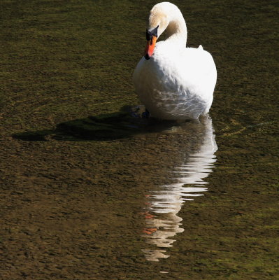 interested in swan, reflection and shadow