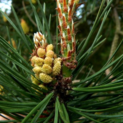 Scots pine flower (Pinus silvestris)