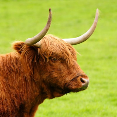 Arnisdale poser