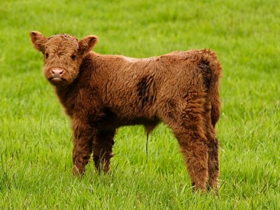 calf, may be a day old