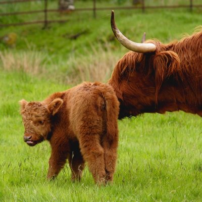 calf and mum