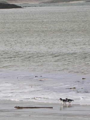 Oyster catchers on the beach at Horgabost