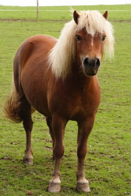 Yzelah, a Shetland pony