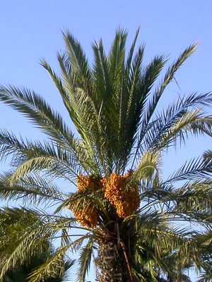 date palms down the dual carriageway