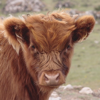 calf with horn buds just showing nicely