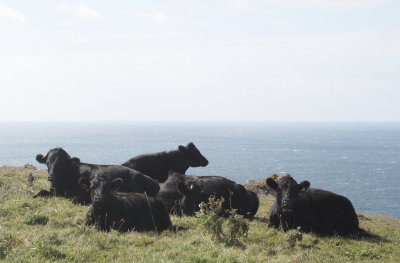 blackies by the sea