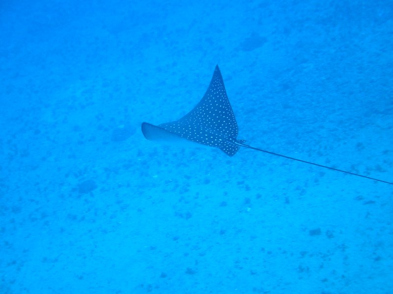 Diving off Hawaii