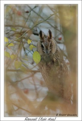 long eared owl / ransuil