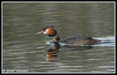 great crested grebe / fuut