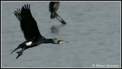 great cormorant / aalscholver