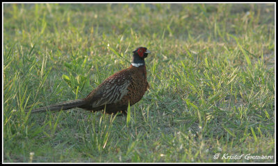 common pheasant / fazant
