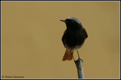 black redstart / zwarte roodstaart