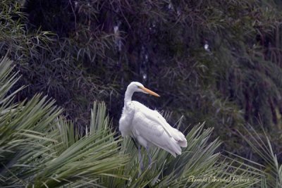 CRW_2470 copy.jpg  great egret.jpg