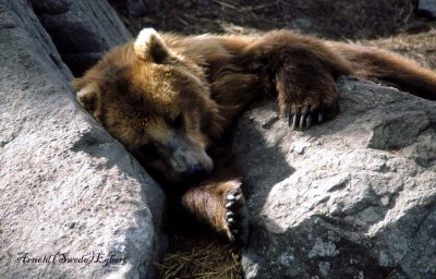 Sleeping bear