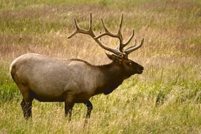  Bull Elk