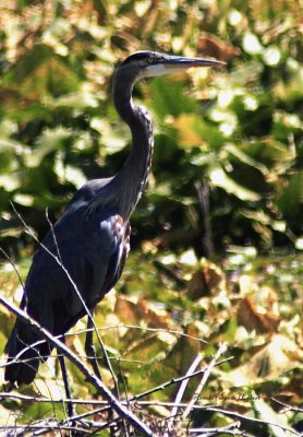 _MG_0693 blue heron.jpg