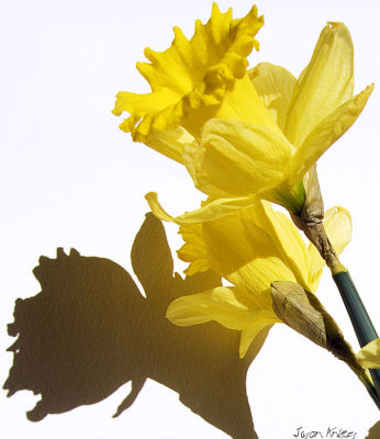 Daffodils1