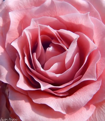 Rose (2)