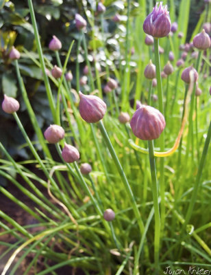 Purple Buds