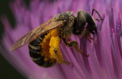 female Halictus ligatus