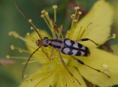 Strangalia luteicornis