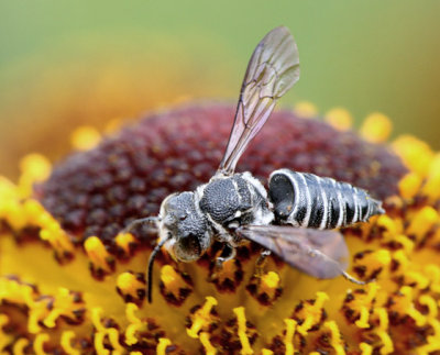 Coelioxys sp.
